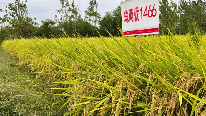 湖南興隆種業(yè)有限公司,長(zhǎng)沙稻谷種植與銷售,長(zhǎng)沙農(nóng)作物品種的選育,長(zhǎng)沙農(nóng)業(yè)病蟲害防治服務(wù)