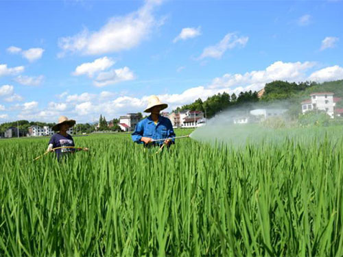 恐防有變，迎接水稻豐收季需要做好這些病蟲害預(yù)防工作