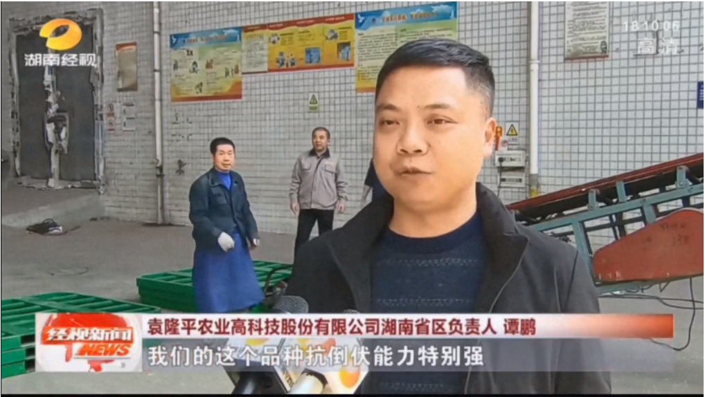 春播備耕 這個水稻品種搶瘋了?。。? />
              </a></div>
            <div   id=