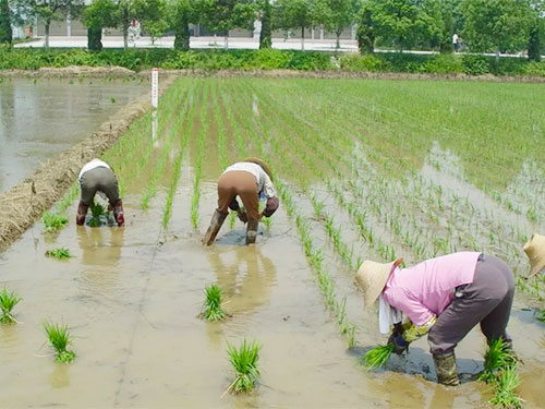 湖南興隆種業(yè)有限公司,長沙稻谷種植與銷售,長沙農(nóng)作物品種的選育,長沙農(nóng)業(yè)病蟲害防治服務(wù)