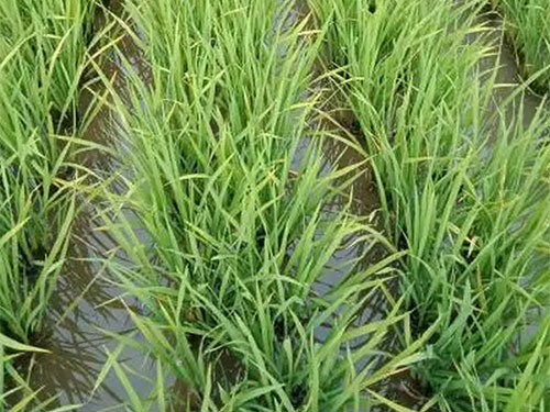湖南興隆種業(yè)有限公司,長沙稻谷種植與銷售,長沙農(nóng)作物品種的選育,長沙農(nóng)業(yè)病蟲害防治服務