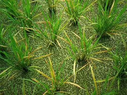 湖南興隆種業(yè)有限公司,長沙稻谷種植與銷售,長沙農(nóng)作物品種的選育,長沙農(nóng)業(yè)病蟲害防治服務