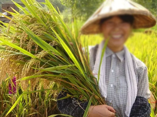 湖南興隆種業(yè)有限公司,長沙稻谷種植與銷售,長沙農(nóng)作物品種的選育,長沙農(nóng)業(yè)病蟲害防治服務(wù)