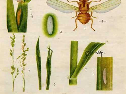 湖南興隆種業(yè)有限公司,長沙稻谷種植與銷售,長沙農(nóng)作物品種的選育,長沙農(nóng)業(yè)病蟲害防治服務(wù)