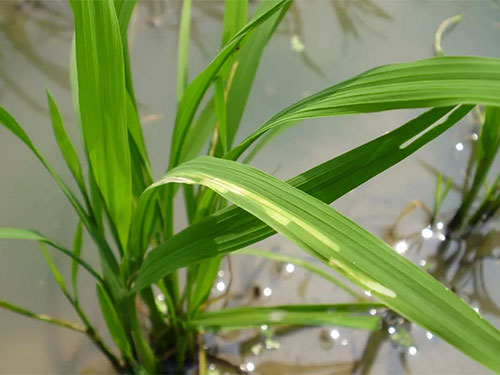 湖南興隆種業(yè)有限公司,長沙稻谷種植與銷售,長沙農(nóng)作物品種的選育,長沙農(nóng)業(yè)病蟲害防治服務(wù)