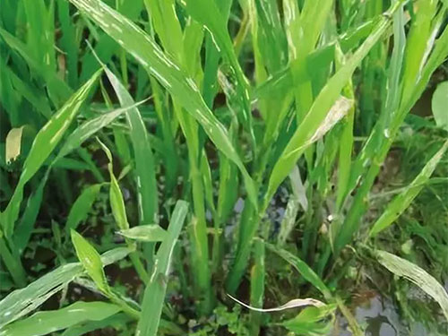湖南興隆種業(yè)有限公司,長沙稻谷種植與銷售,長沙農(nóng)作物品種的選育,長沙農(nóng)業(yè)病蟲害防治服務(wù)