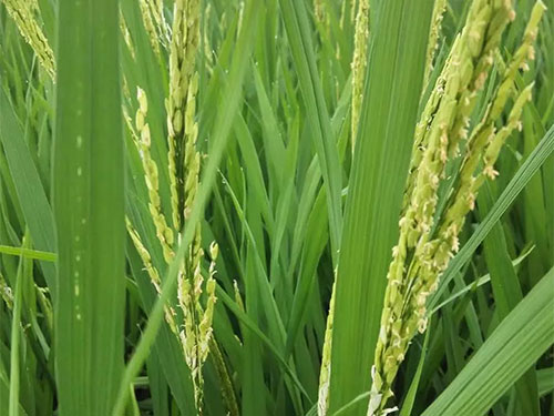 湖南興隆種業(yè)有限公司,長沙稻谷種植與銷售,長沙農(nóng)作物品種的選育,長沙農(nóng)業(yè)病蟲害防治服務(wù)