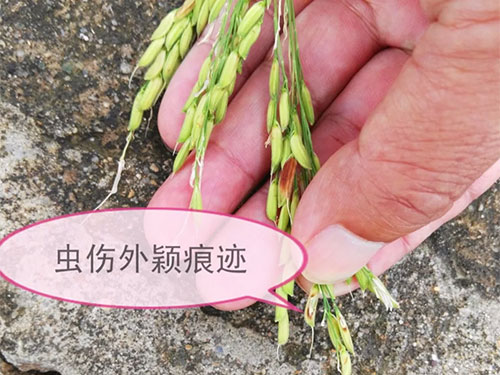 湖南興隆種業(yè)有限公司,長沙稻谷種植與銷售,長沙農(nóng)作物品種的選育,長沙農(nóng)業(yè)病蟲害防治服務(wù)