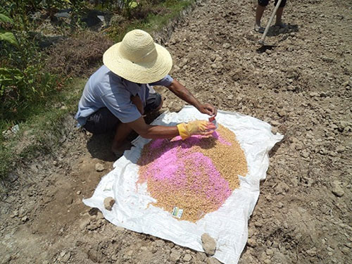湖南興隆種業(yè)有限公司,長沙稻谷種植與銷售,長沙農作物品種的選育,長沙農業(yè)病蟲害防治服務