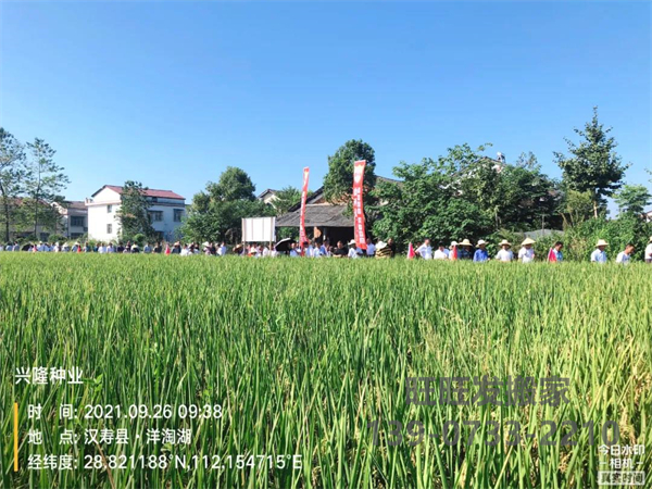 湖南興隆種業(yè)有限公司,長(zhǎng)沙稻谷種植與銷售,長(zhǎng)沙農(nóng)作物品種的選育,長(zhǎng)沙農(nóng)業(yè)病蟲(chóng)害防治服務(wù)