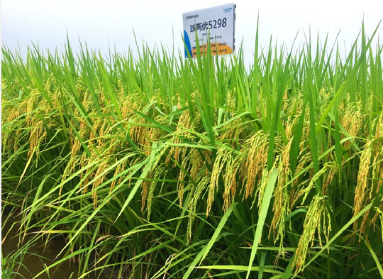 湖南興隆種業(yè)有限公司,長沙稻谷種植與銷售,長沙農(nóng)作物品種的選育,長沙農(nóng)業(yè)病蟲害防治服務(wù)