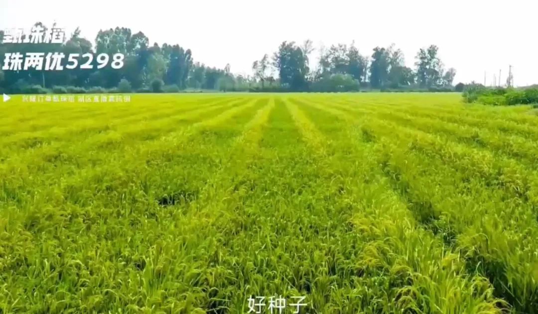 湖南興隆種業(yè)有限公司,長沙稻谷種植與銷售,長沙農作物品種的選育,長沙農業(yè)病蟲害防治服務