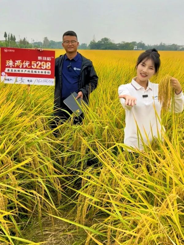 湖南興隆種業(yè)有限公司,長(zhǎng)沙稻谷種植與銷售,長(zhǎng)沙農(nóng)作物品種的選育,長(zhǎng)沙農(nóng)業(yè)病蟲(chóng)害防治服務(wù)