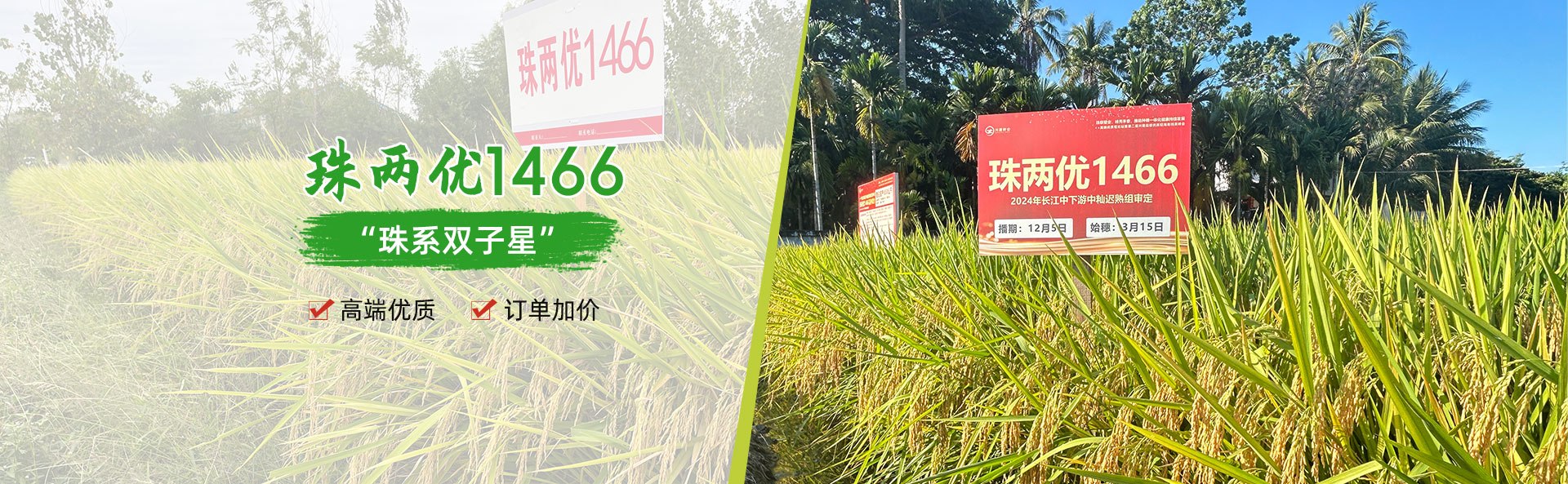 湖南興隆種業(yè)有限公司_長(zhǎng)沙稻谷種植與銷(xiāo)售|長(zhǎng)沙農(nóng)作物品種的選育